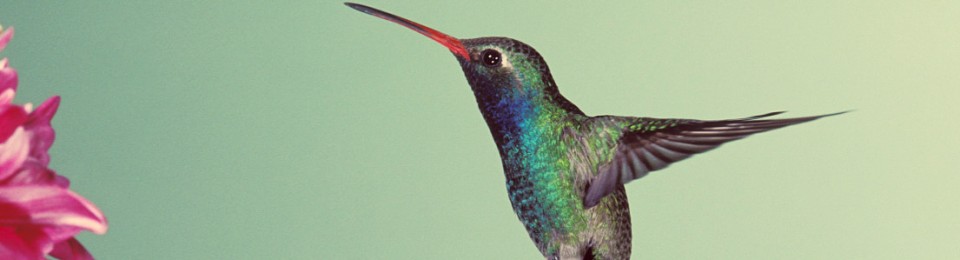 hummingbirdblue
